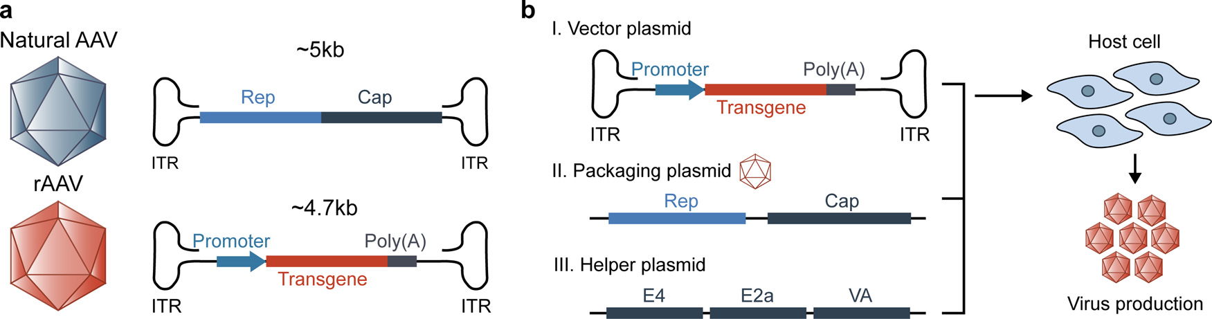 遗传性耳聋基因治疗研究